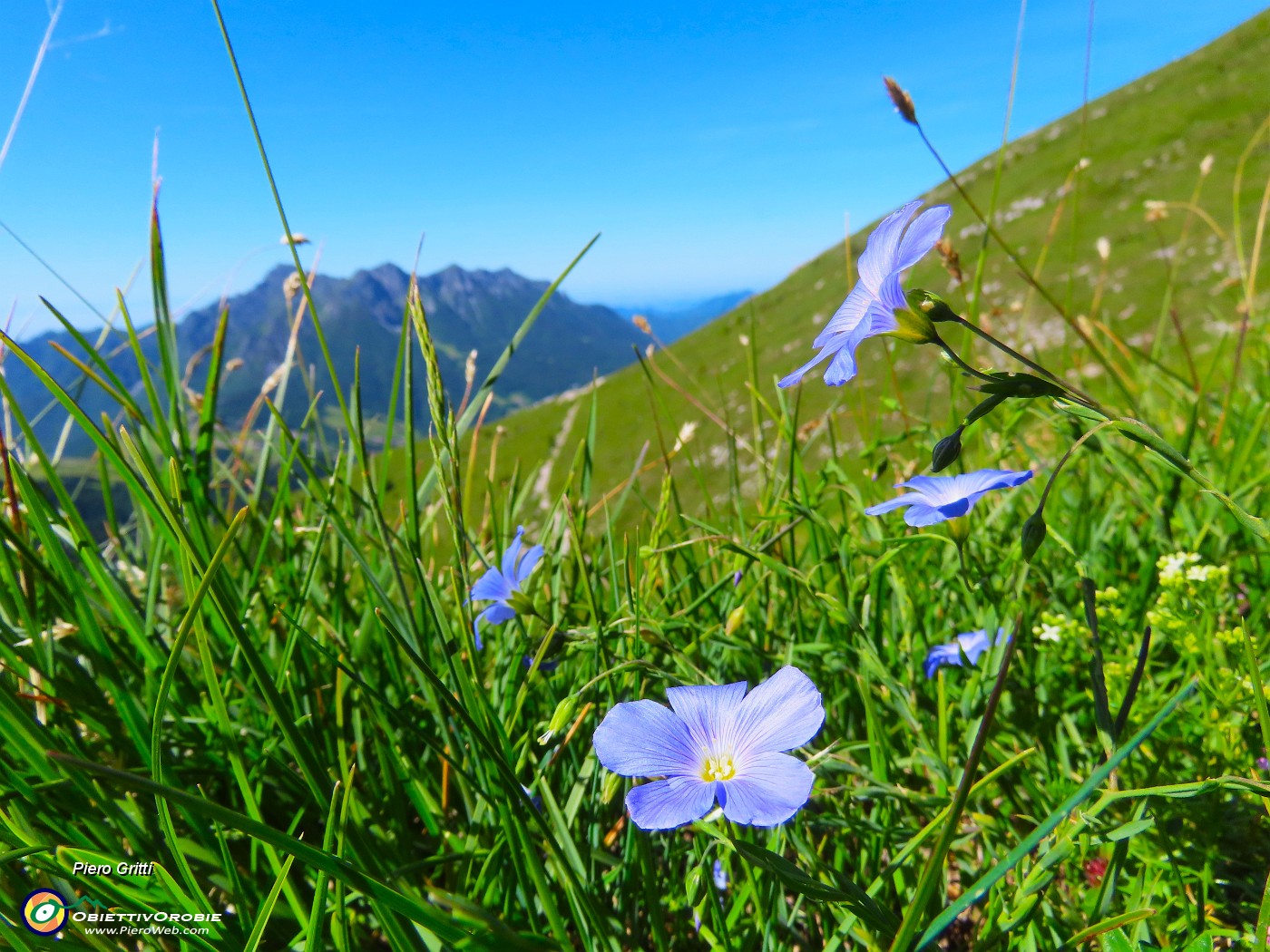30 Linum alpinum (Lino).JPG